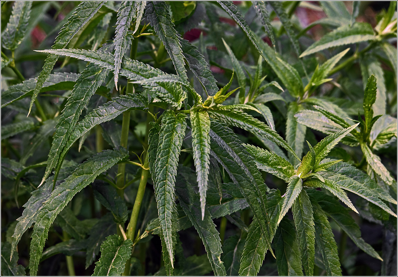 Изображение особи Veronica longifolia.