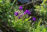 genus Campanula