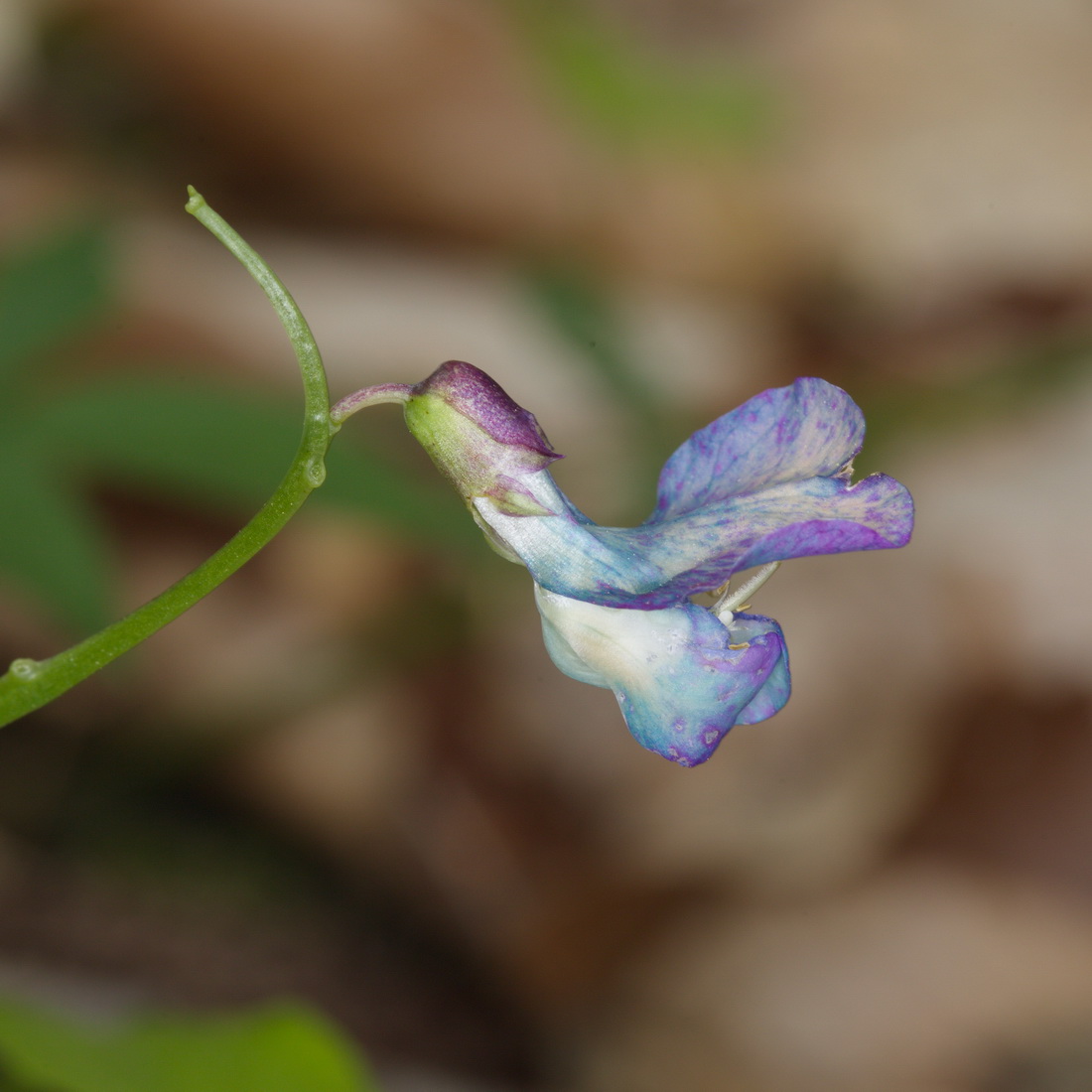 Изображение особи Lathyrus vernus.