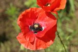 Papaver rhoeas. Цветок. Псковская обл., Порховский р-н, окр. дер. Заборовье, залежь. 15.06.2025.