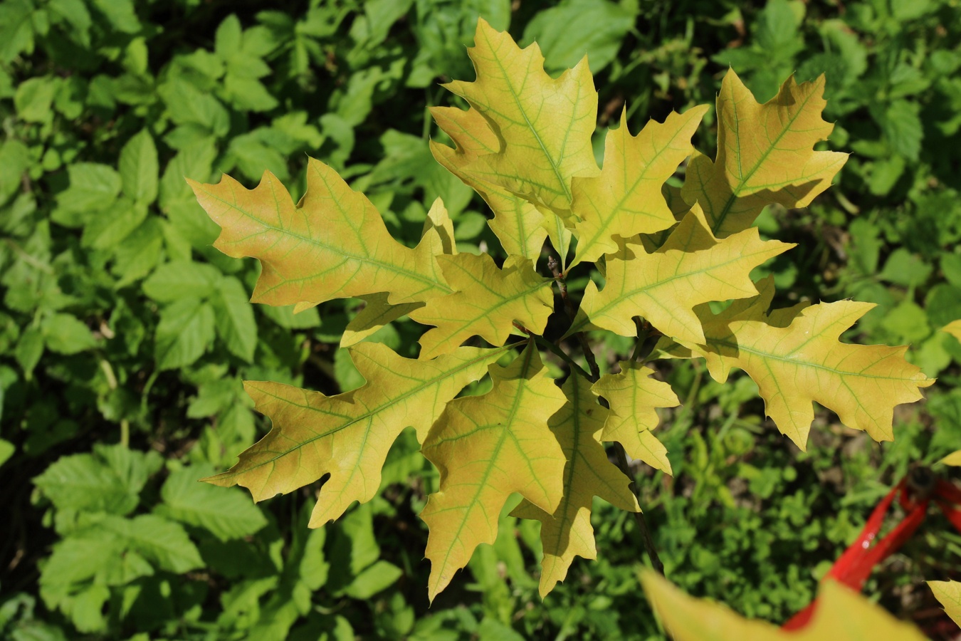 Image of genus Quercus specimen.