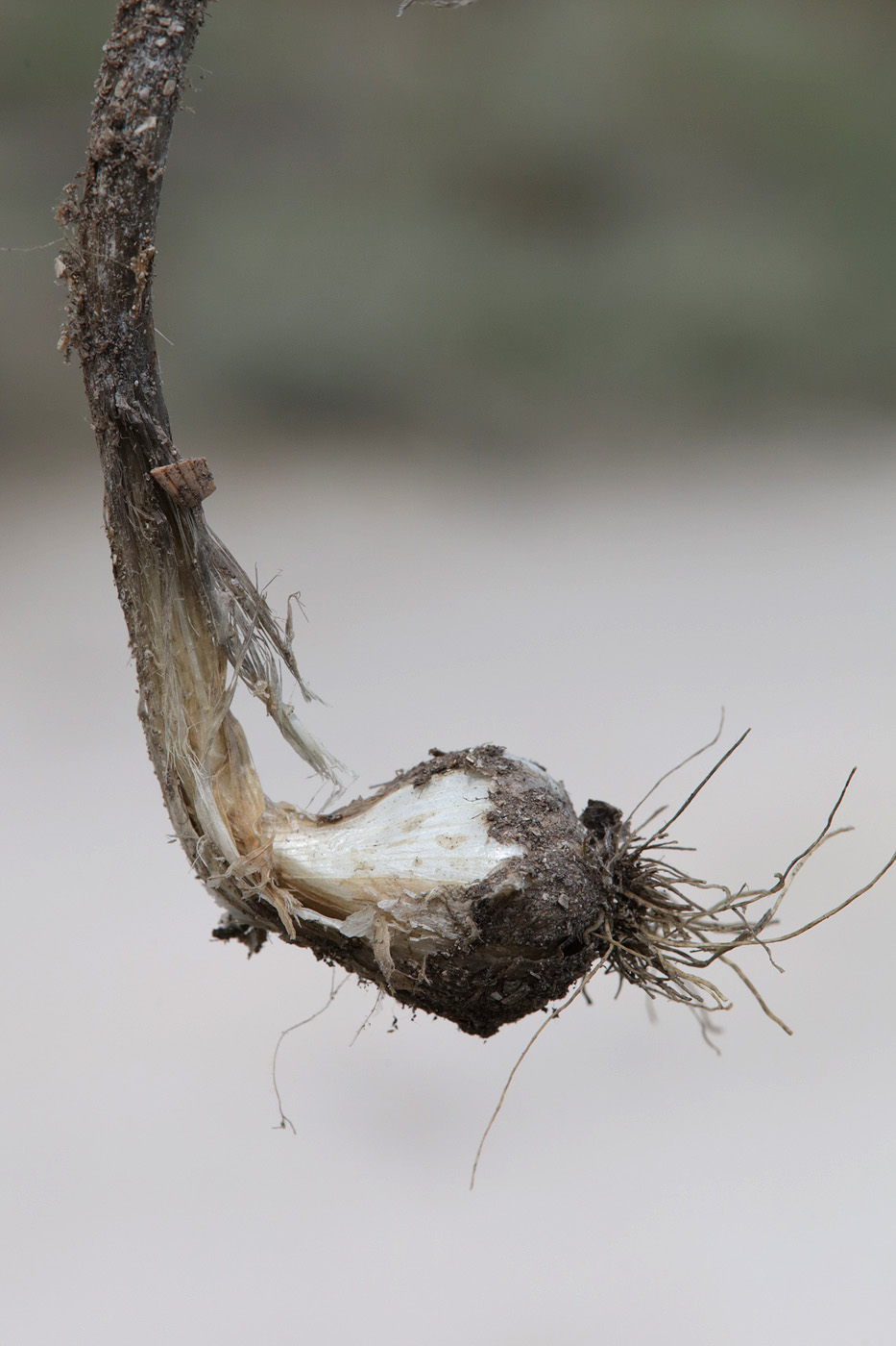 Image of Allium guttatum specimen.