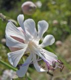 Oberna crispata. Цветок. Южный берег Крыма, гора Аю-Даг. 11.05.2007.