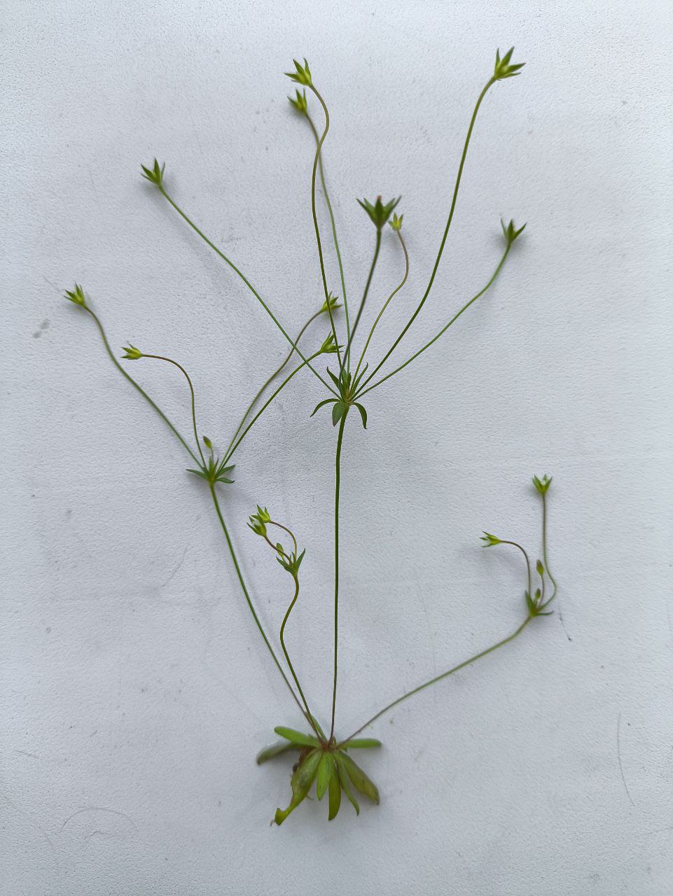 Image of Androsace elongata specimen.