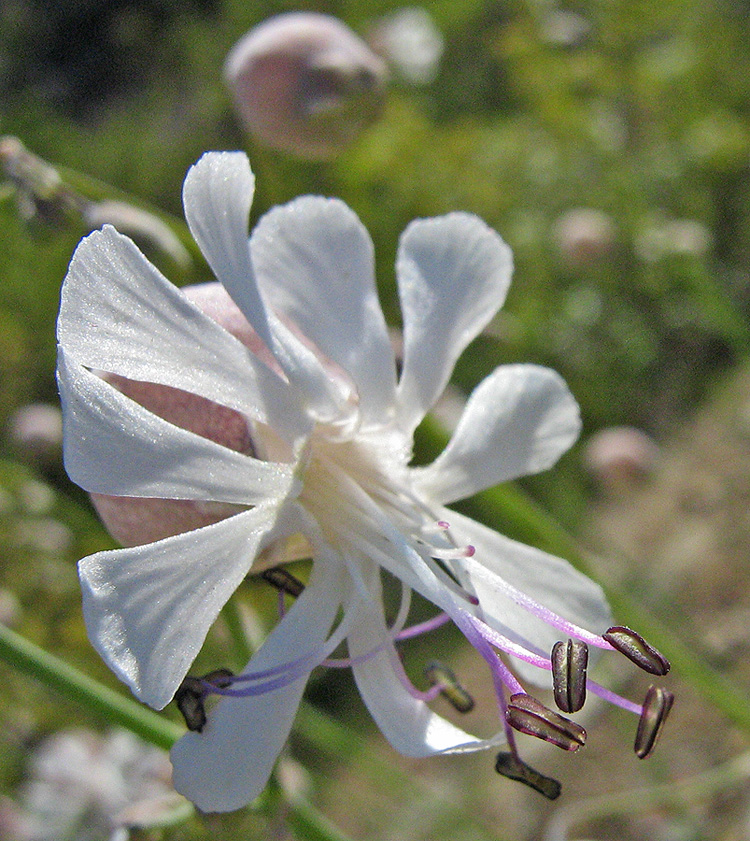 Image of Oberna crispata specimen.