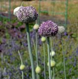 Allium porrum
