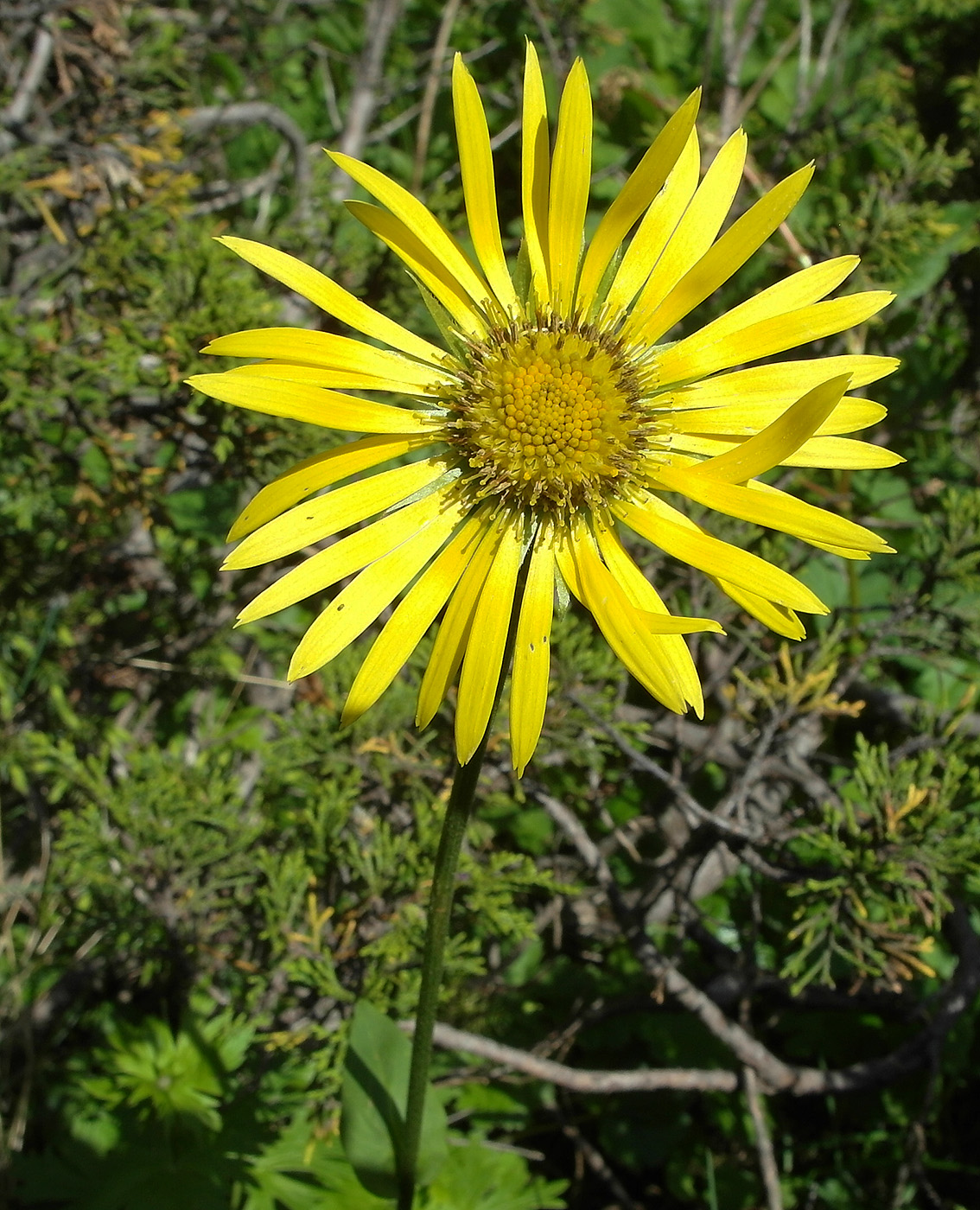 Изображение особи Doronicum turkestanicum.