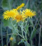 Inula britannica. Верхушка цветущего растения. Татарстан, Агрызский р-н, с. Красный Бор, разнотравный луг. 05.08.2025.