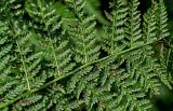 Athyrium filix-femina