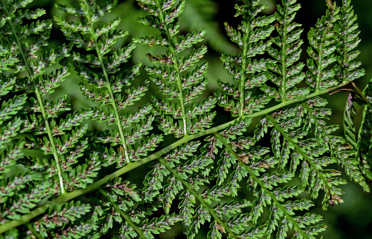 Изображение особи Athyrium filix-femina.