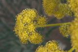 Ferula foetida. Зонтик. Узбекистан, Кашкадарьинская обл., пески Сундукли. 07.04.2011.