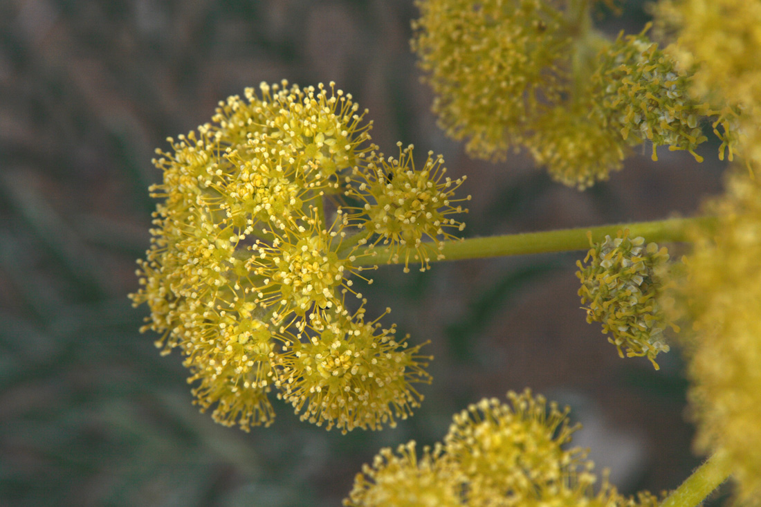 Изображение особи Ferula foetida.