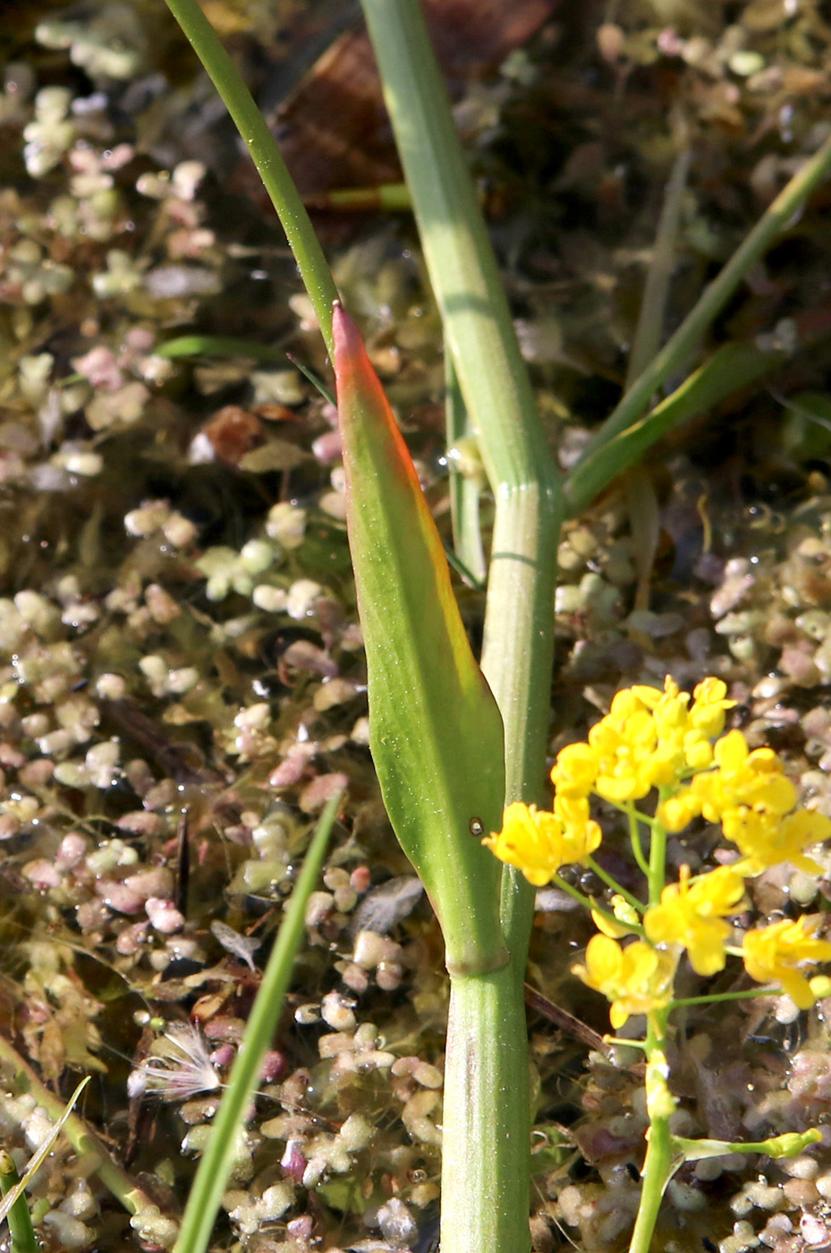 Image of Rorippa amphibia specimen.