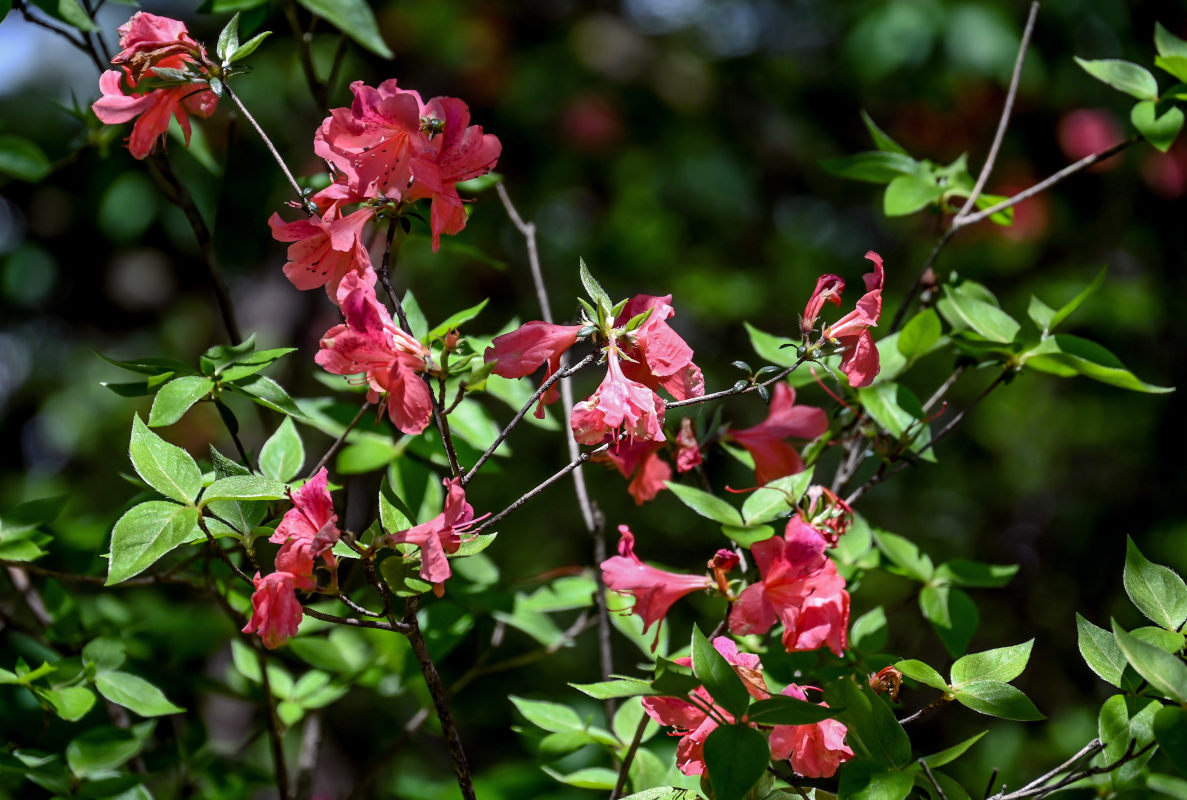 Image of Rhododendron kaempferi specimen.