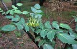 Mahonia bealei