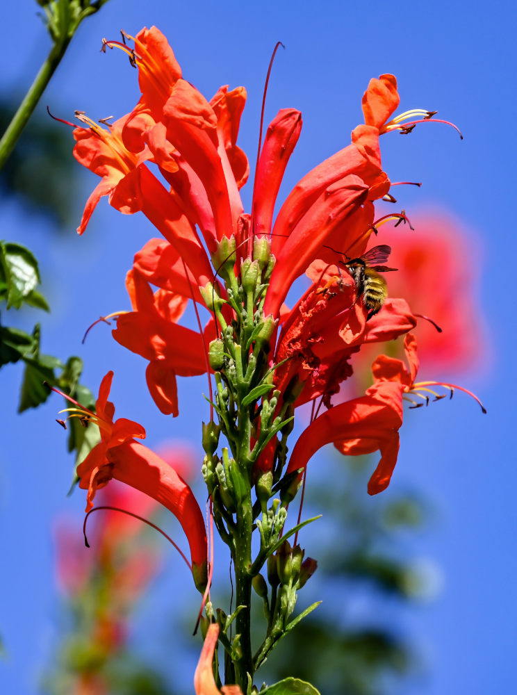 Изображение особи Tecomaria capensis.