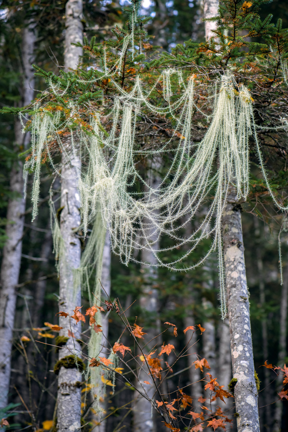 Image of Usnea longissima specimen.