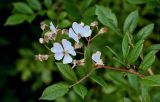Rosa multiflora. Верхушка побега с соцветием. Калининградская обл., Зеленоградский р-н, г. Зеленоградск, в культуре. 30.06.2025.