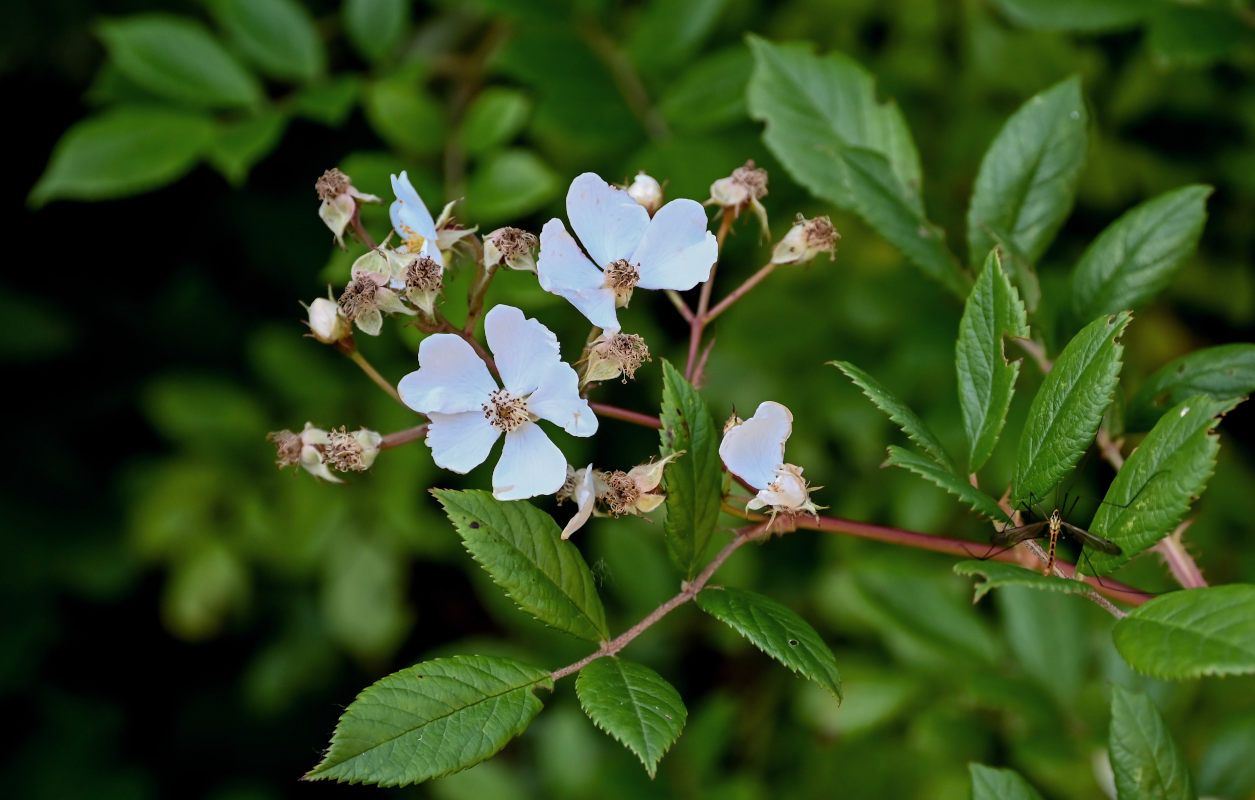 Image of Rosa multiflora specimen.