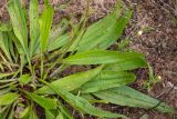 Plantago lanceolata. Листья в основании генеративных побегов. Ростовская обл., Каменский р-н, окр. станицы Калитвенская, обочина песчаной дороги. 23.05.2021.