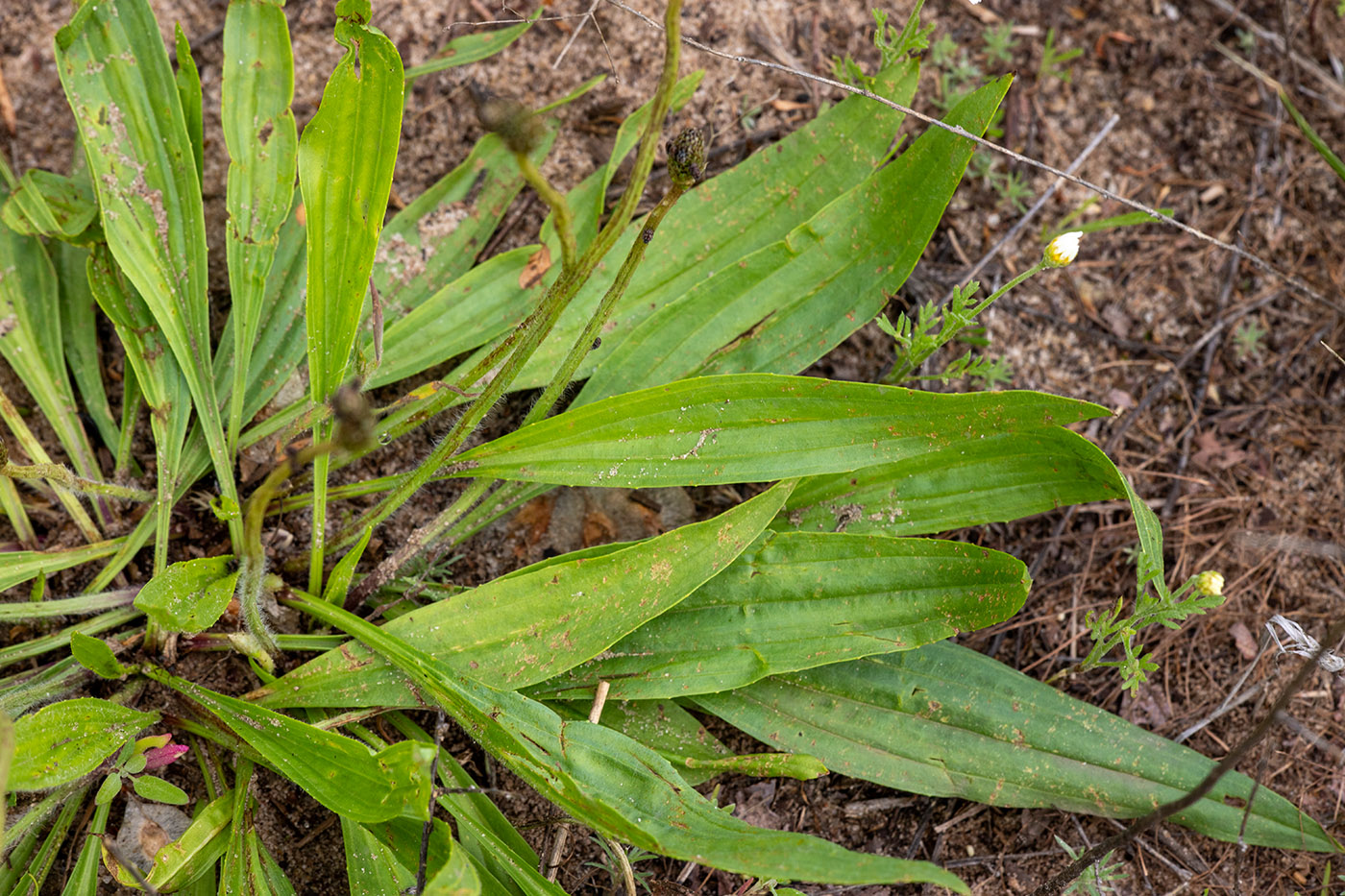 Image of Plantago lanceolata specimen.