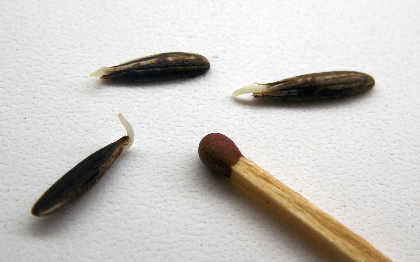 Изображение особи Chaerophyllum aromaticum.