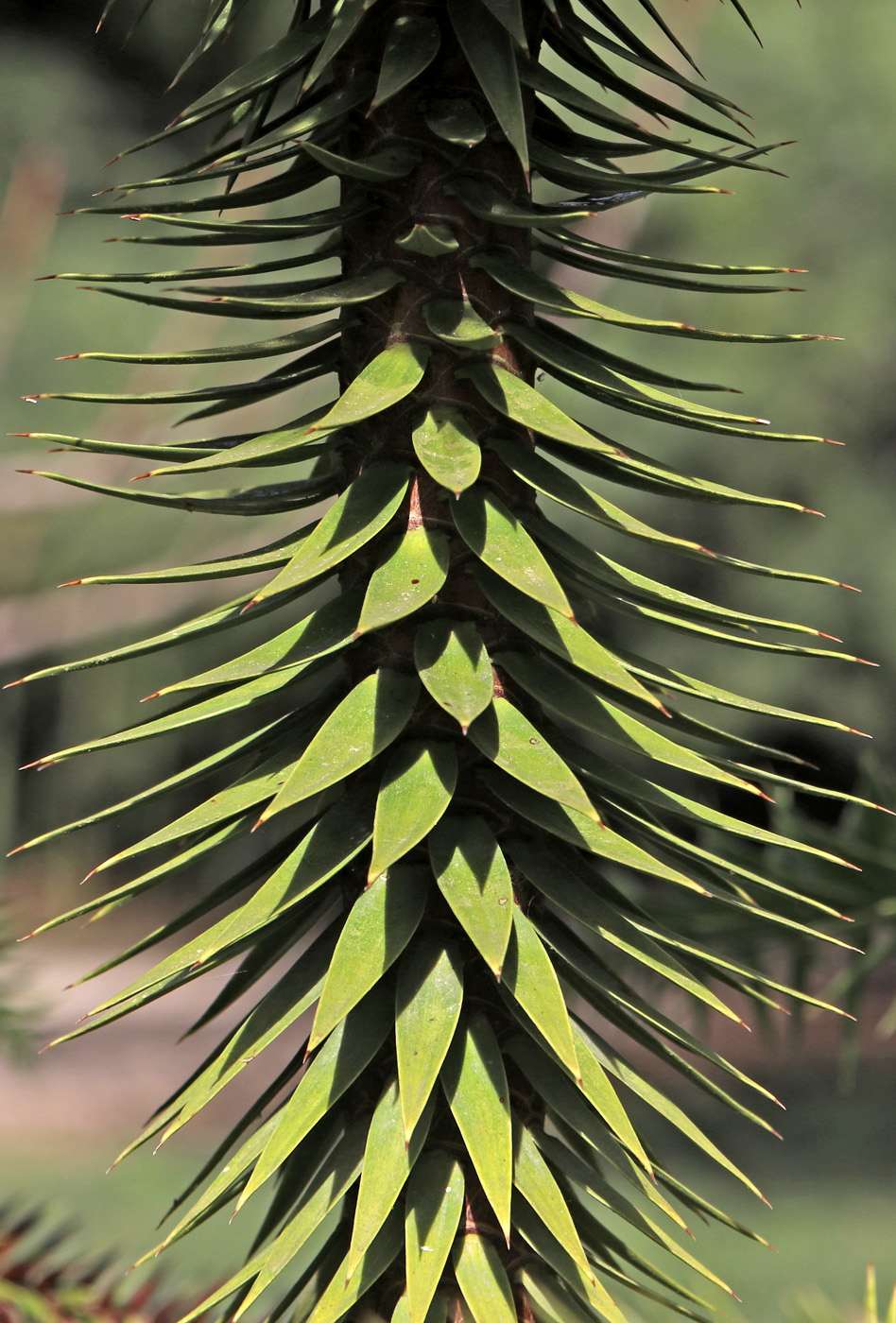 Изображение особи Araucaria angustifolia.