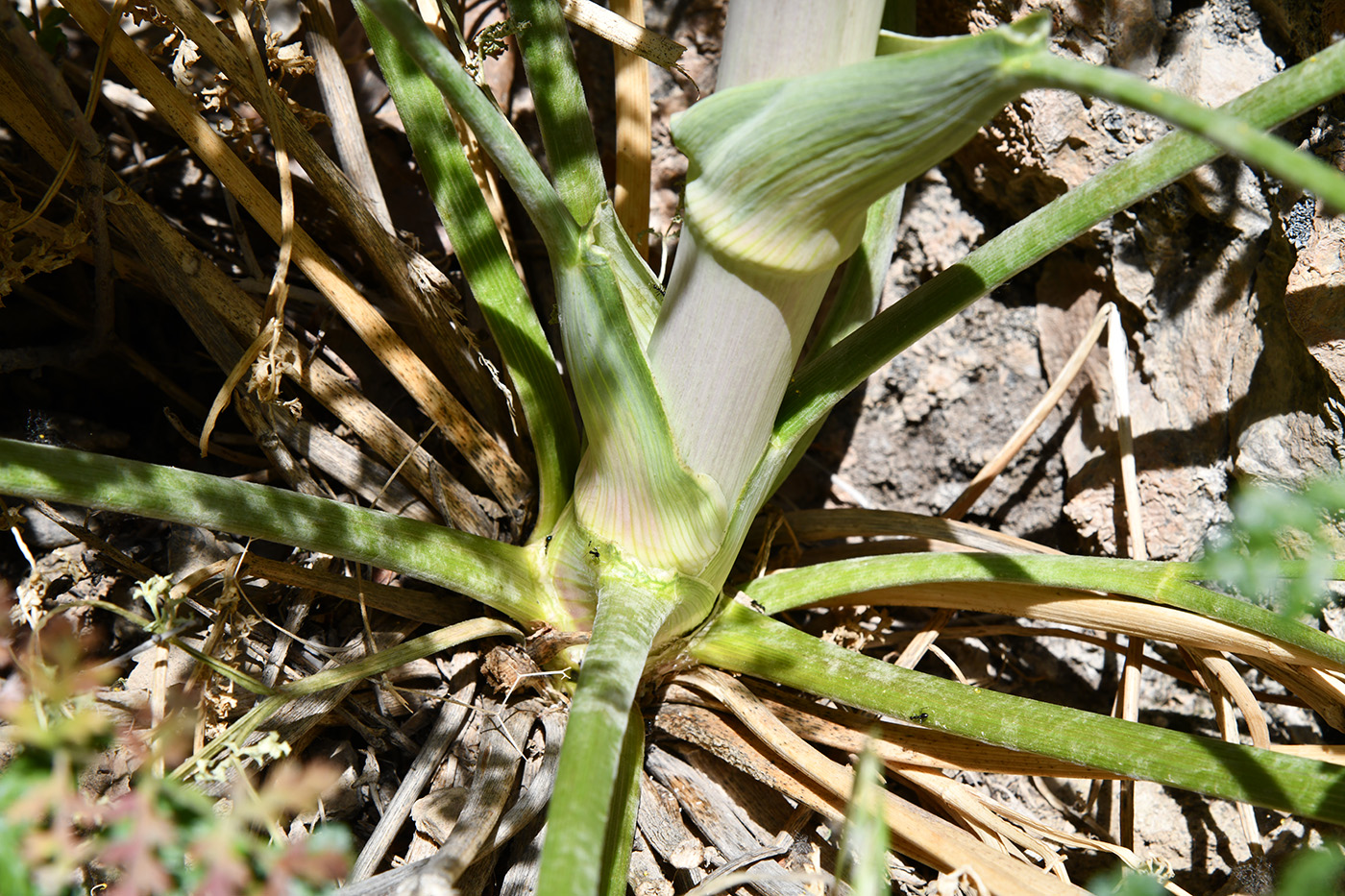 Изображение особи Ferula samarkandica.