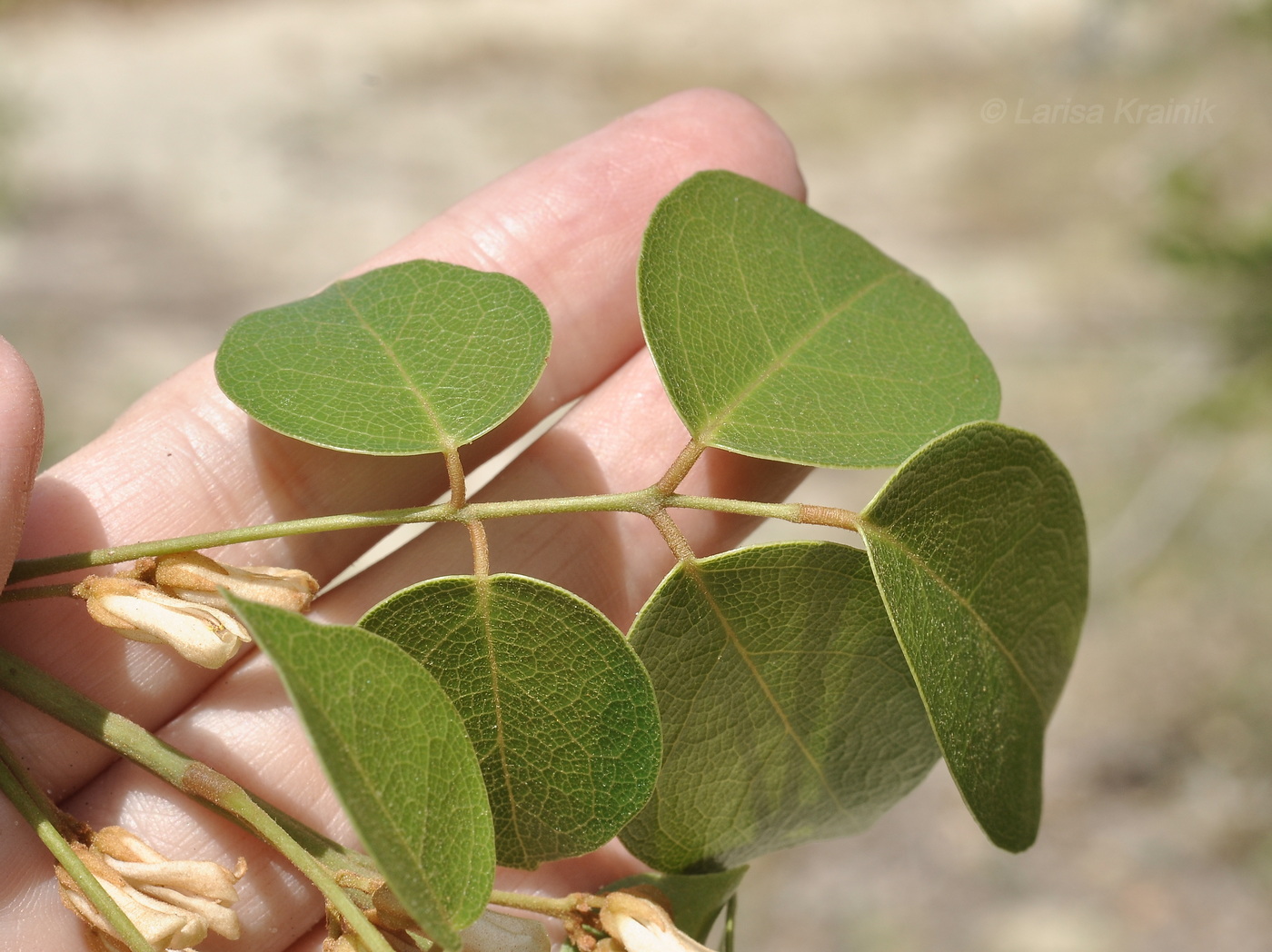 Изображение особи Connarus paniculatus.