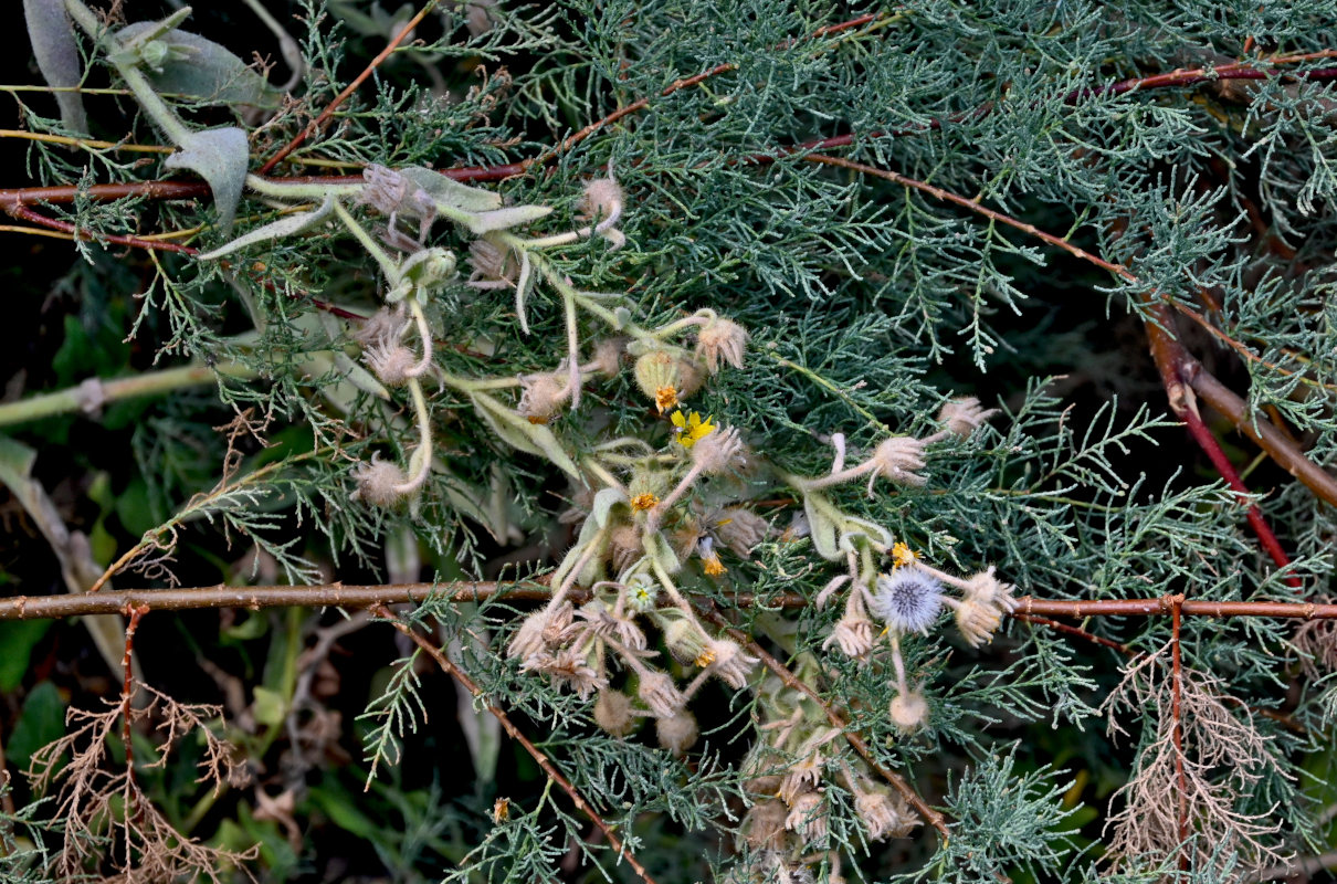 Image of genus Andryala specimen.