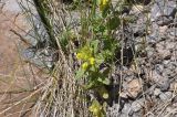 genus Rhinanthus. Цветущее растение. Кабардино-Балкария, южный склон горы Эльбрус, 300 м от водопада Девичьи Косы, травянистый склон над дорогой до Терскольской обсерватории. 8 июля 2018 г.