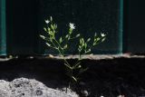 Minuartia pseudohybrida. Цветущее растение. Крым, Южный берег, пос. Симеиз. 23.05.2026.