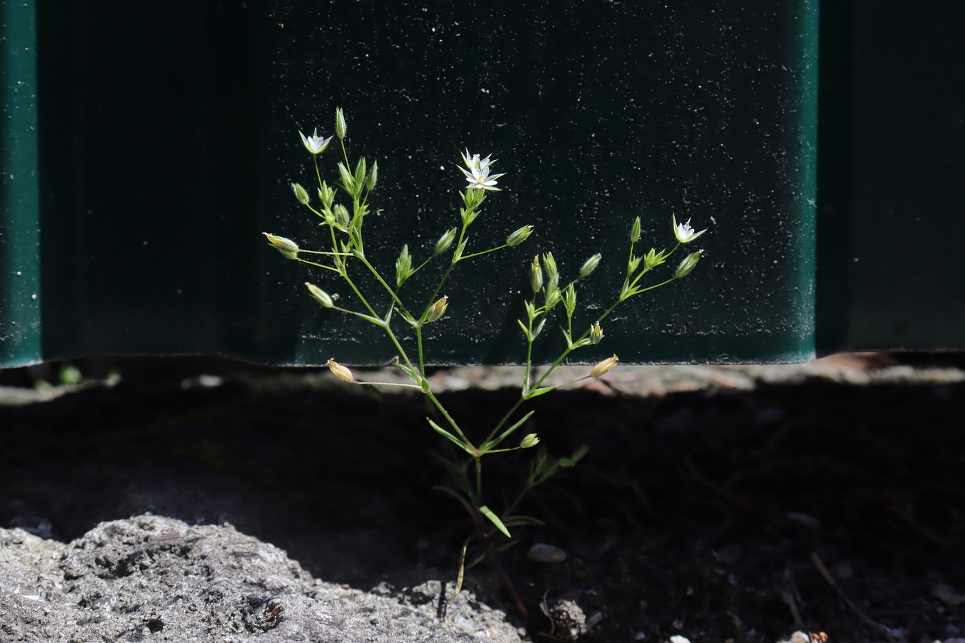 Image of Minuartia pseudohybrida specimen.