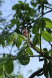 Juglans mandshurica. Верхушка побега с женским соцветием. Санкт-Петербург, Кировский р-н, внутриквартальное озеленение. 19.05.2026.