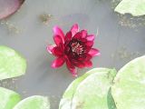Nymphaea odorata