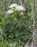 Heracleum dissectum var. voroschilovii