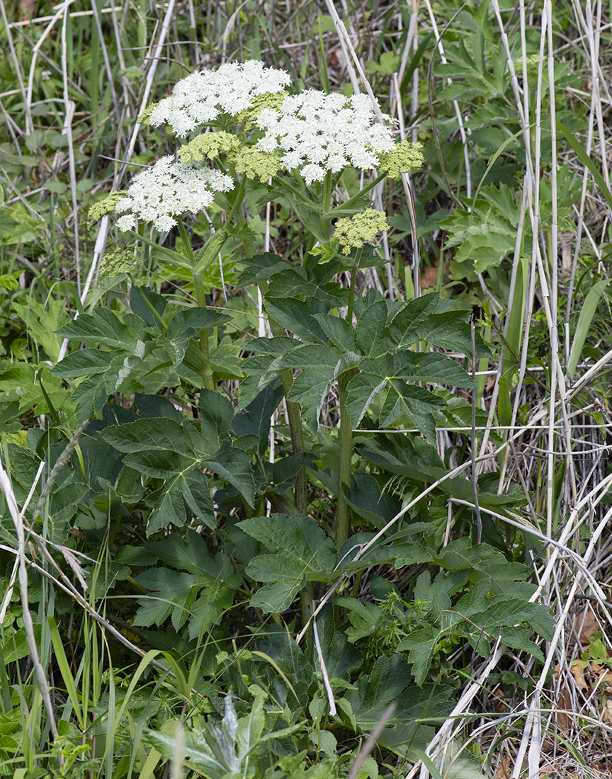 Image of Heracleum dissectum var. voroschilovii specimen.