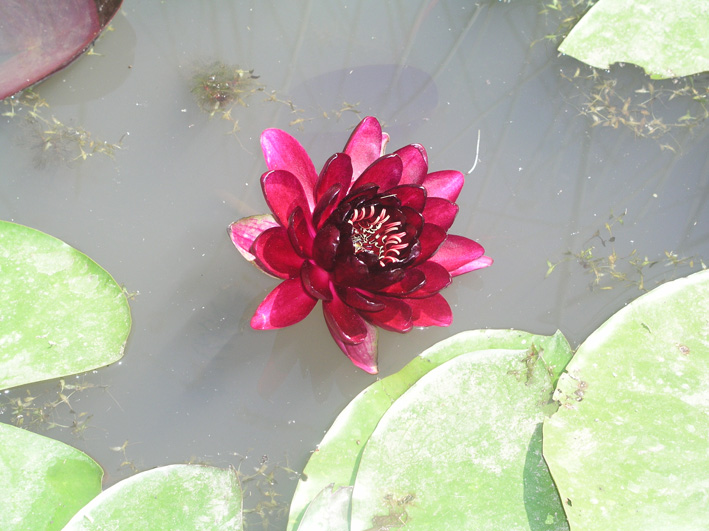 Image of Nymphaea odorata specimen.
