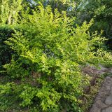 Ligustrum ovalifolium. Цветущее растение. Волгоград, Красноармейский р-н, пос. 1-3, палисадник. 23.06.2026.