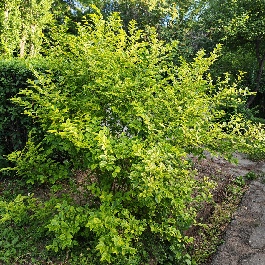 Image of Ligustrum ovalifolium specimen.