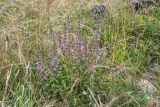 Teucrium chamaedrys
