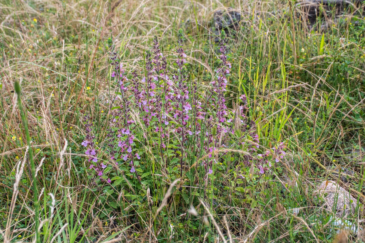 Image of Teucrium chamaedrys specimen.