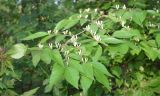 Lonicera maackii