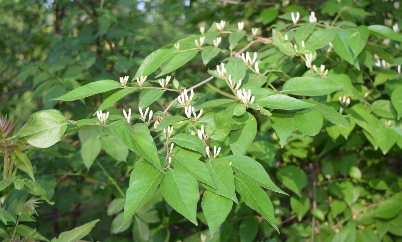 Image of Lonicera maackii specimen.