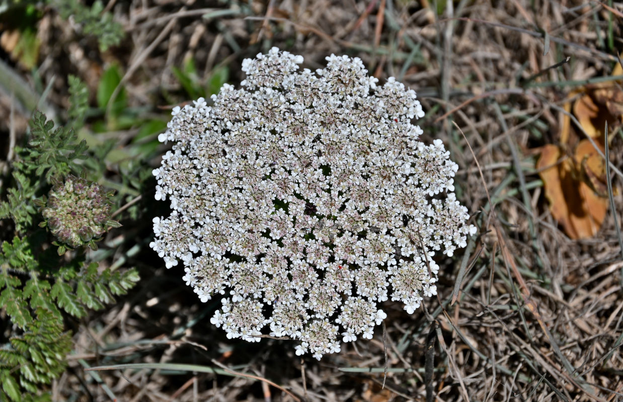 Изображение особи род Daucus.