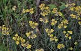 Смотреть изображение Helichrysum arenarium