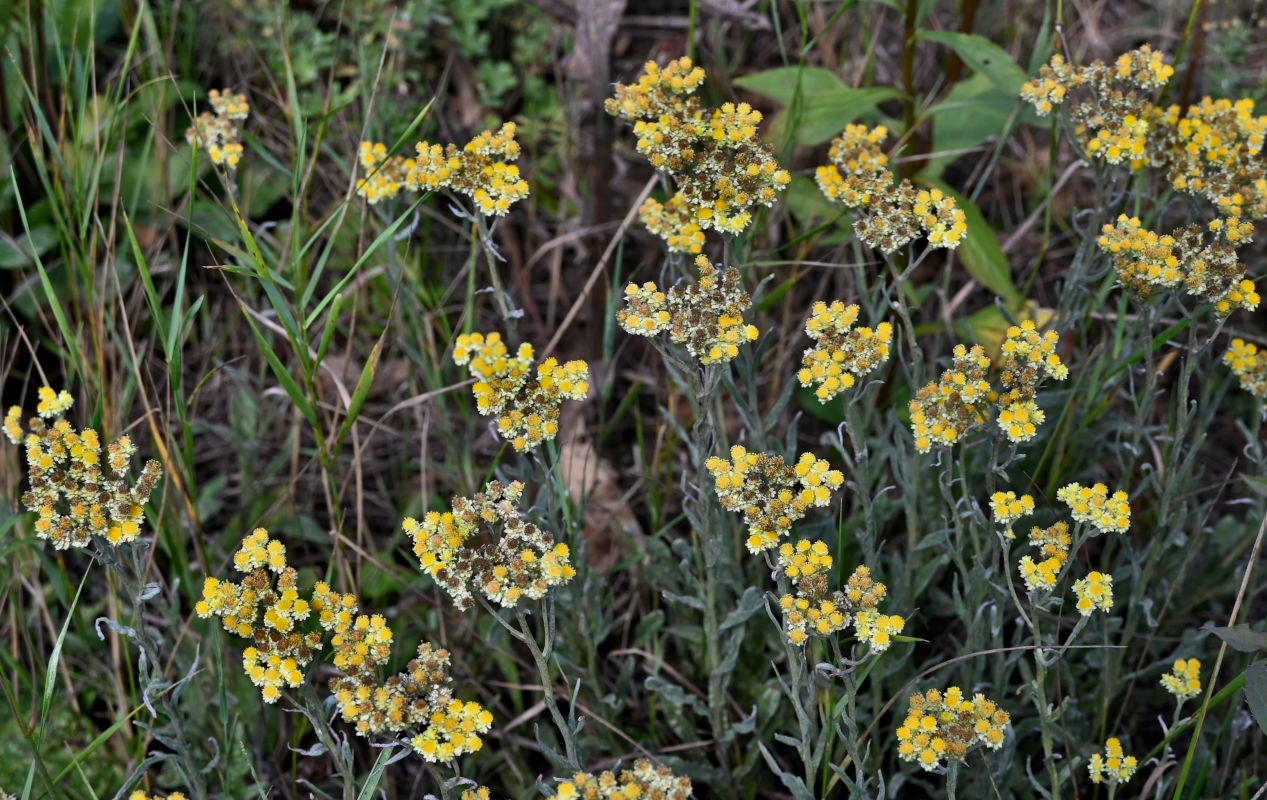 Изображение особи Helichrysum arenarium.