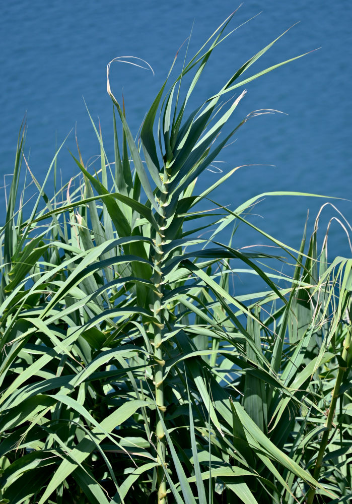 Image of Arundo donax specimen.