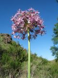 Allium robustum. Соцветие. Казахстан, сев.-вост. макросклон Джунгарского Алатау, горы Кайкан, ущ. Таскора, основание склона южной экспозиции у опушки осиновой рощицы. 6 мая 2026 г.
