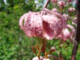 Lilium martagon. Цветок. Окр. Томска, дачный участок. 7 июля 2010 г.